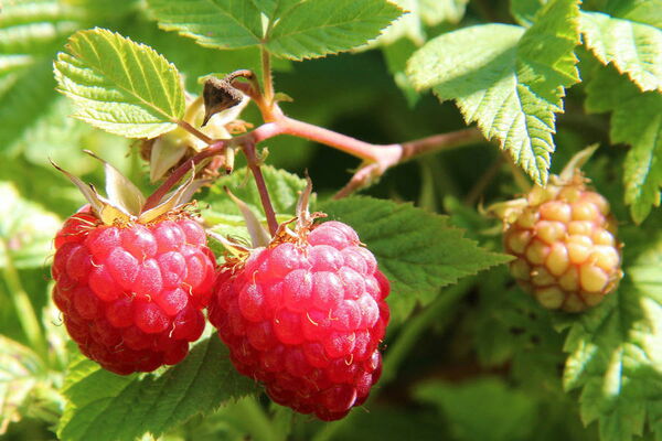 Platzhalterbild Himbeeren-05